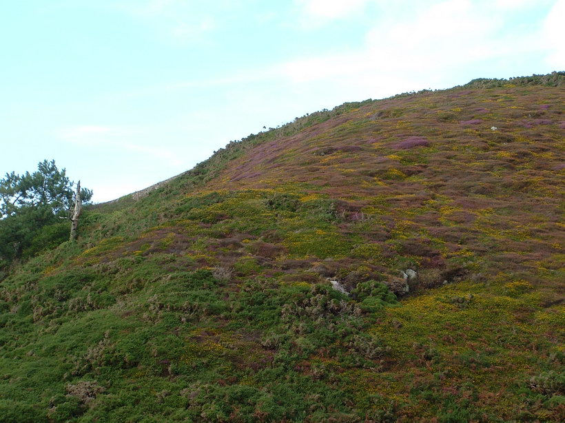 Falaise de la Hague en automne