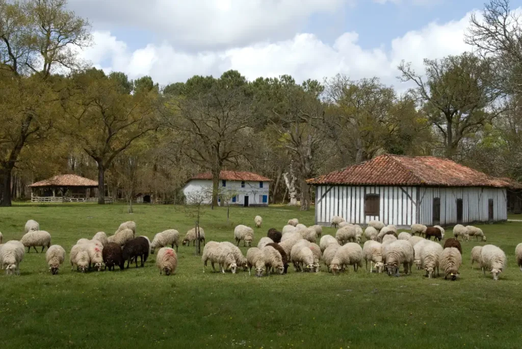 Camping familial dans les Landes, proche de l’Écomusée de Marquèze, idéal pour découvrir le patrimoine landais et les traditions rurales du XIXᵉ siècle en pleine nature.